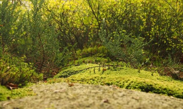 Qui animi fugit voluptatibus error