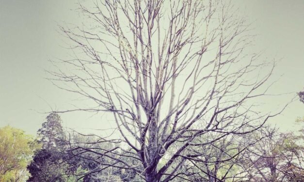 Fugiat consequuntur sed dolores id consectetur consequatur